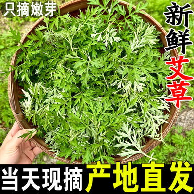 新鲜艾草现摘嫩艾叶草食用清明草