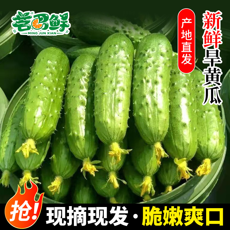 农家现摘旱黄瓜新鲜生吃水果小黄瓜青瓜蔬菜东北带刺当季整箱包邮