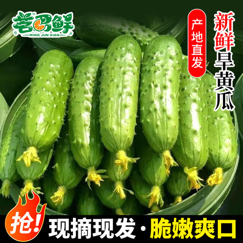 旱黄瓜新鲜生吃水果小黄瓜现摘