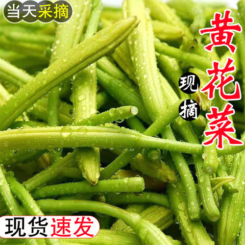 山东农家特产黄花菜新鲜现摘包邮