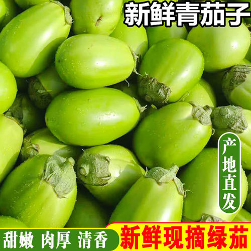 农家现摘青茄子新鲜蔬菜河南绿茄