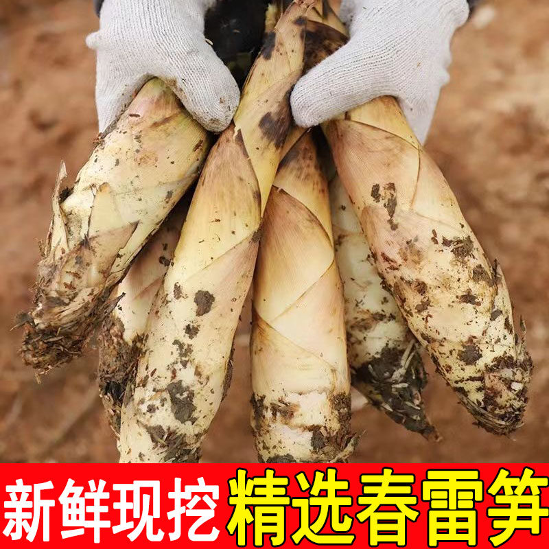 当季春笋新鲜竹笋鲜嫩雷笋去根现挖冬笋尖野生非临安天目山蔬菜