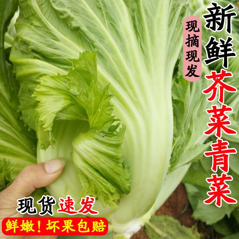 芥菜新鲜蔬菜当季现摘贵州做酸菜的青菜批发包心大宽叶南方腌泡菜