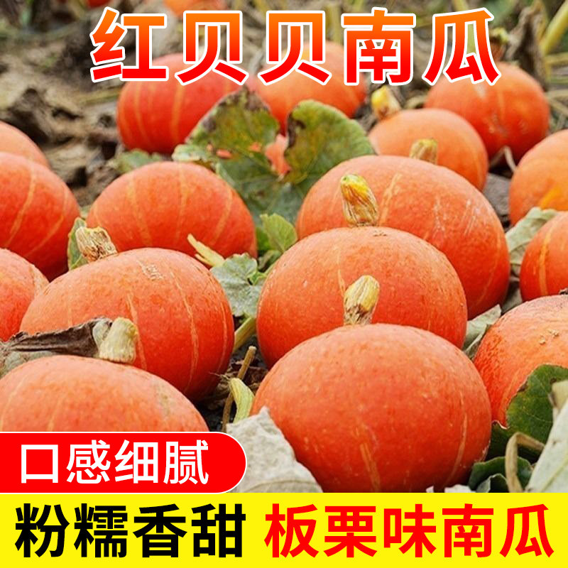 红贝贝南瓜粉糯甜板栗黄金贝贝南瓜小金瓜红栗红皮老南瓜惠和一号