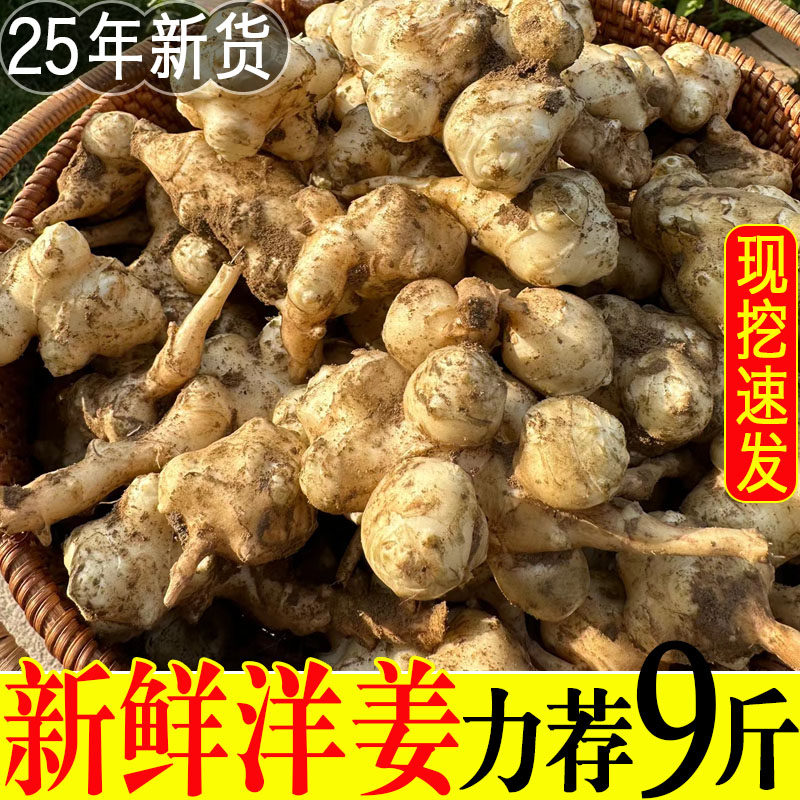 洋姜新鲜现挖野生菊芋杨阳生姜鬼子姜地芋头食用腌制羊姜不辣9斤