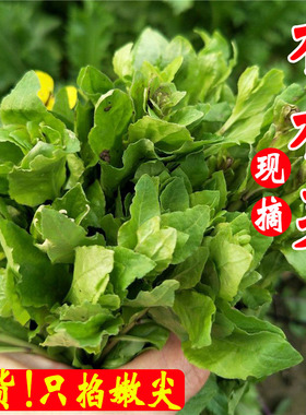 枸杞叶新鲜现摘食用枸杞芽菜苗枸杞嫩尖野菜头时令蔬菜广菜包邮