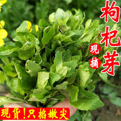 枸杞芽新鲜现摘食用枸杞叶苗野菜