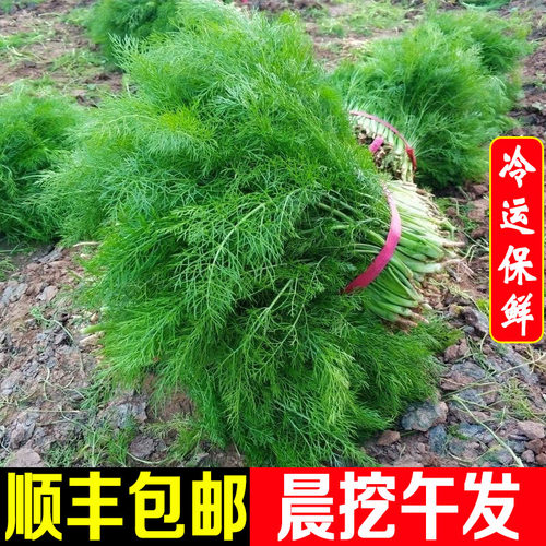 顺丰包邮山东农家新鲜现摘茴香菜