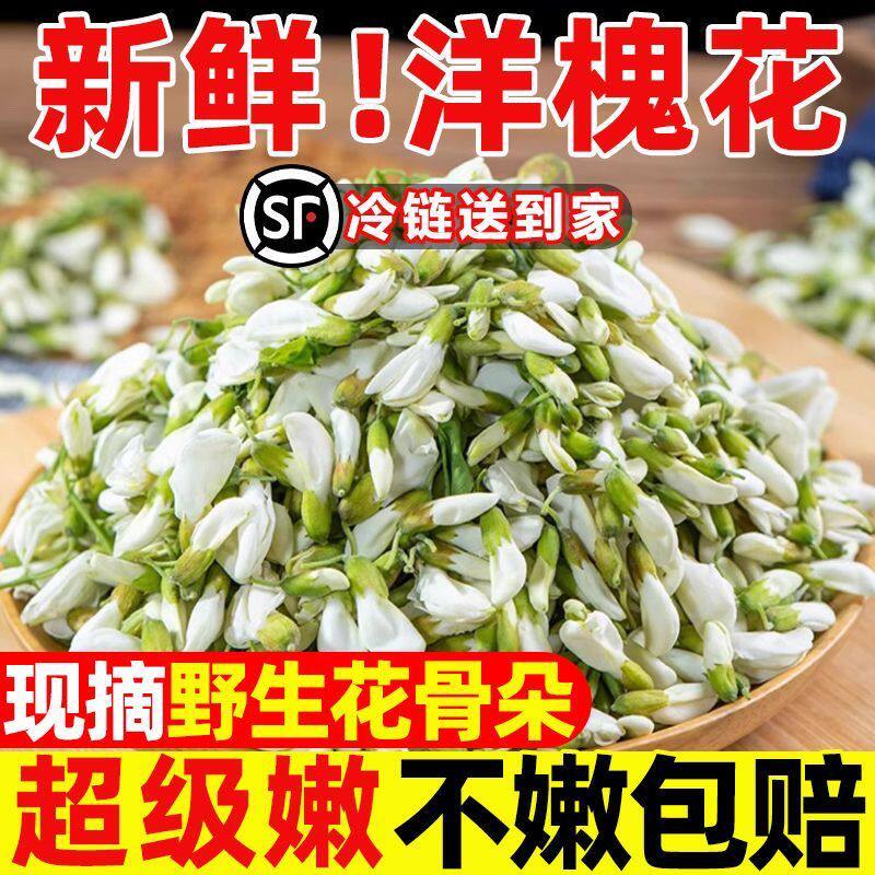 顺丰包邮2026洋槐花新鲜现摘杨槐花骨朵当季槐米槐树花苞野生野菜