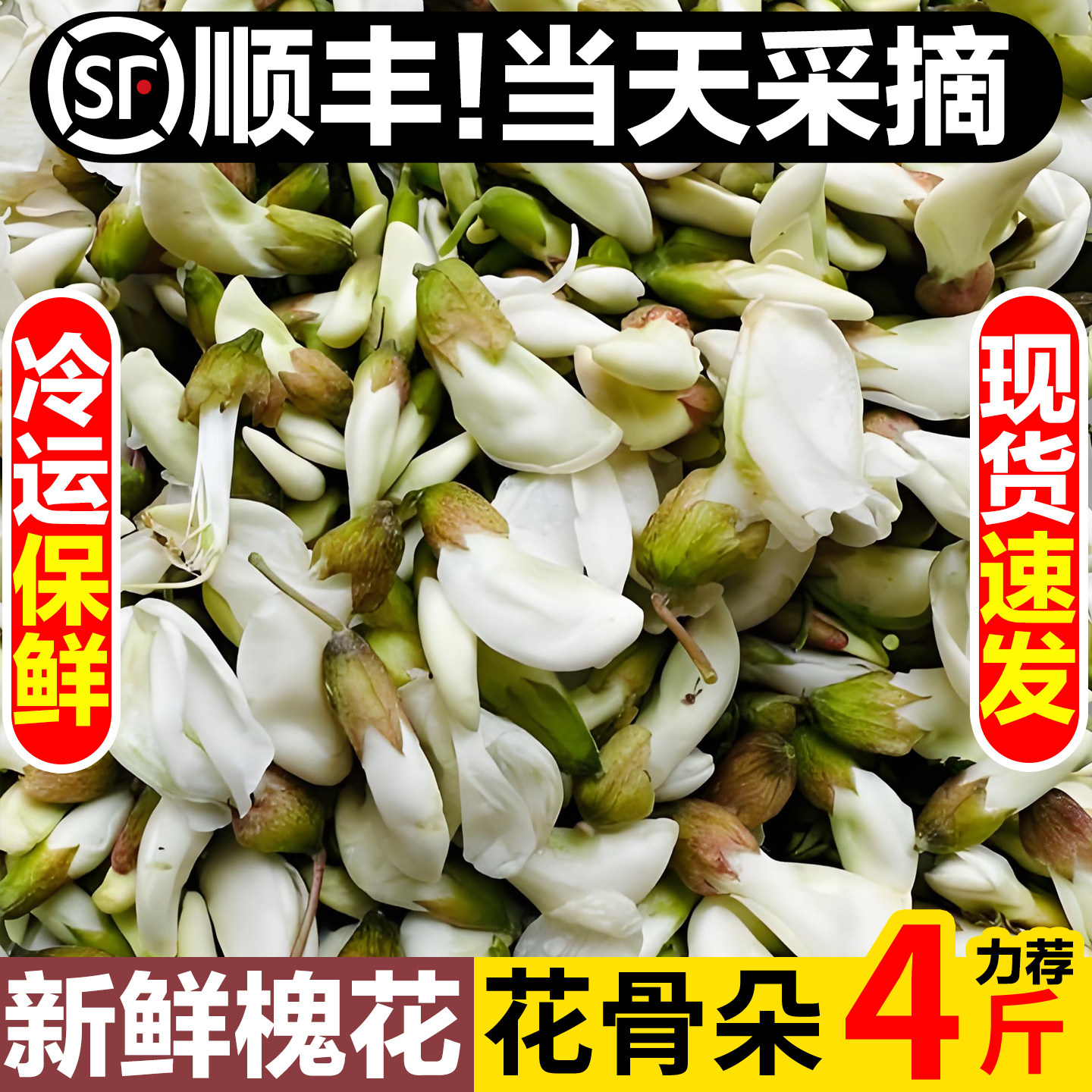 2026洋槐花新鲜现摘杨槐花骨朵蒸菜当季野菜河南鲜槐树花苞刺槐米