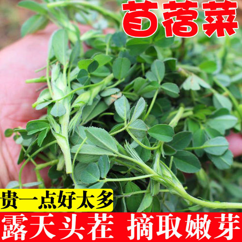 现摘苜蓿菜新鲜露天头茬嫩芽凉拌