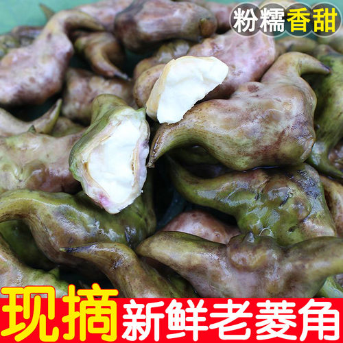 菱角新鲜生现摘老菱角个大粉糯
