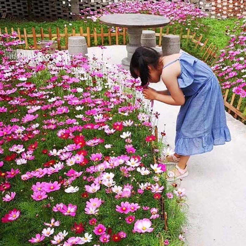 耐寒格桑花种孑多年生野花组合种子四季开花不断太阳花波斯菊花籽