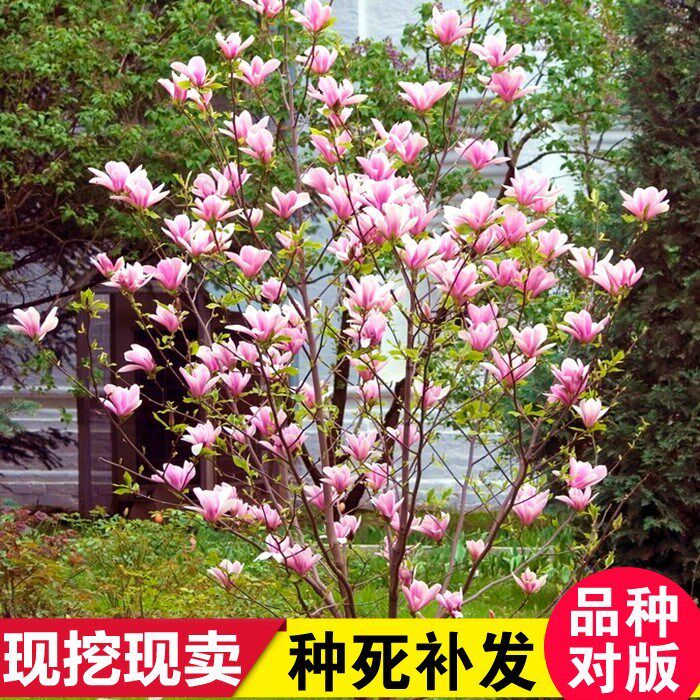玉兰花树苗室外庭院绿化植物大花