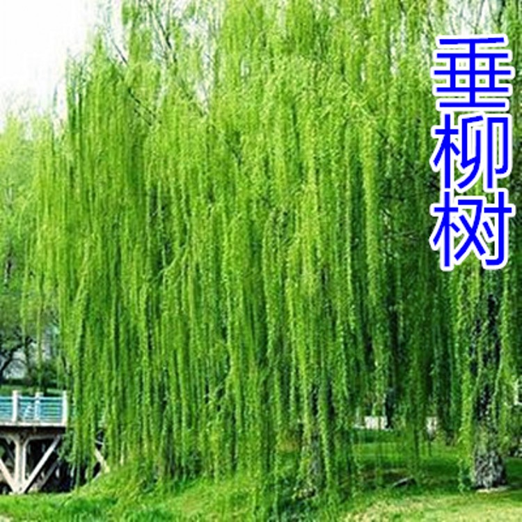 垂柳树苗青皮柳金丝柳黄金柳速生柳树苗庭院道路占地工程绿化苗木