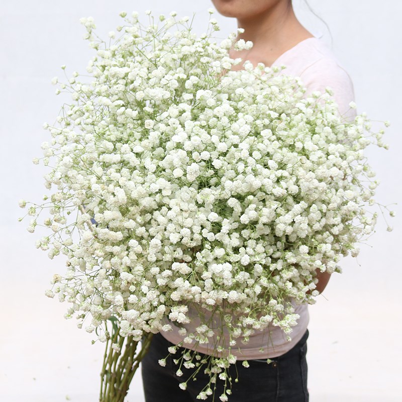 超大束白色满天星家花花束鲜花新鲜真花干居摆设客厅