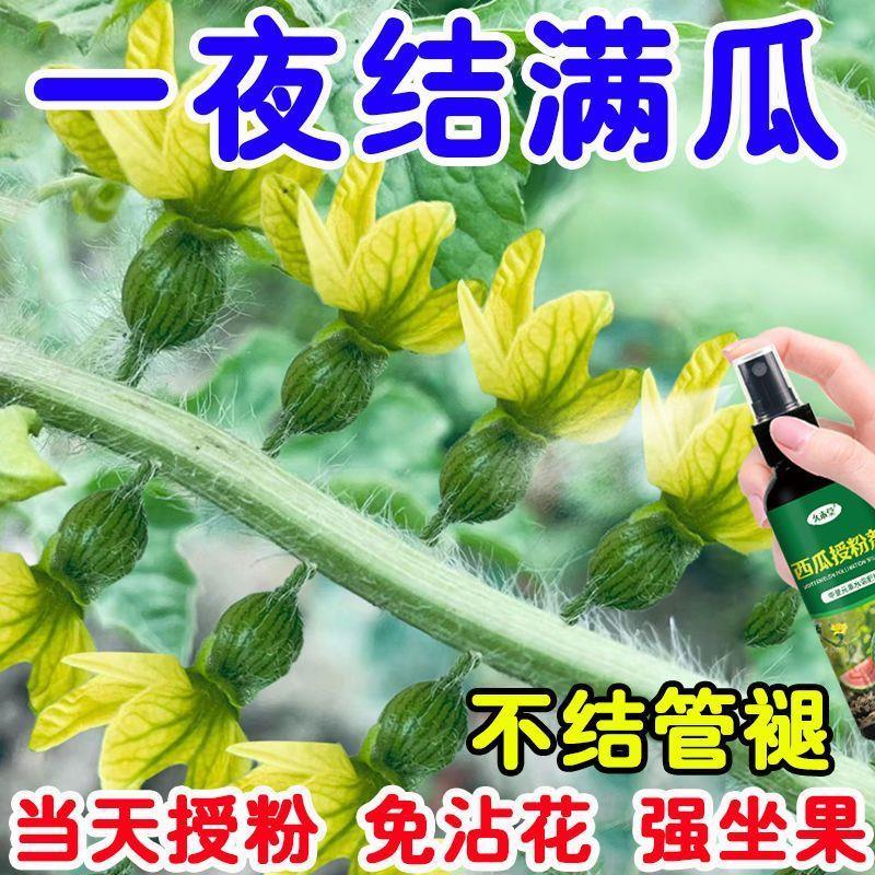 西瓜授粉专用药点花药免沾花授粉叶面肥