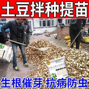 土豆拌种剂马铃薯土豆生根粉催芽剂促进生根分杈土豆拌种专用菌剂