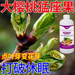 大樱桃点叶芽变花芽药打破休眠樱桃授粉座果剂一路花开防落膨果素