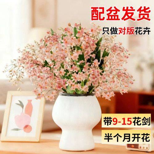 梦香兰香水盆栽植物文心兰带花苞带盆发货年宵花开花室内观花植物,鲜花速递/花卉仿真/绿植园艺,绿植,淘宝优惠券,粉丝福利购,淘宝优惠卷