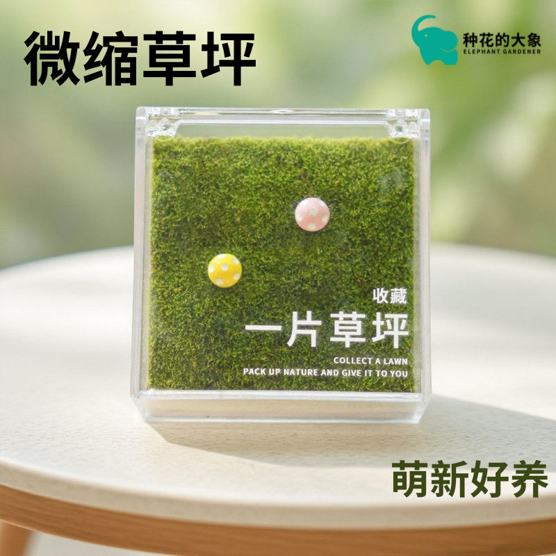 迷你私人草坪苔藓盒办公室桌面绿植盆栽精致小玩意创意治愈微景观