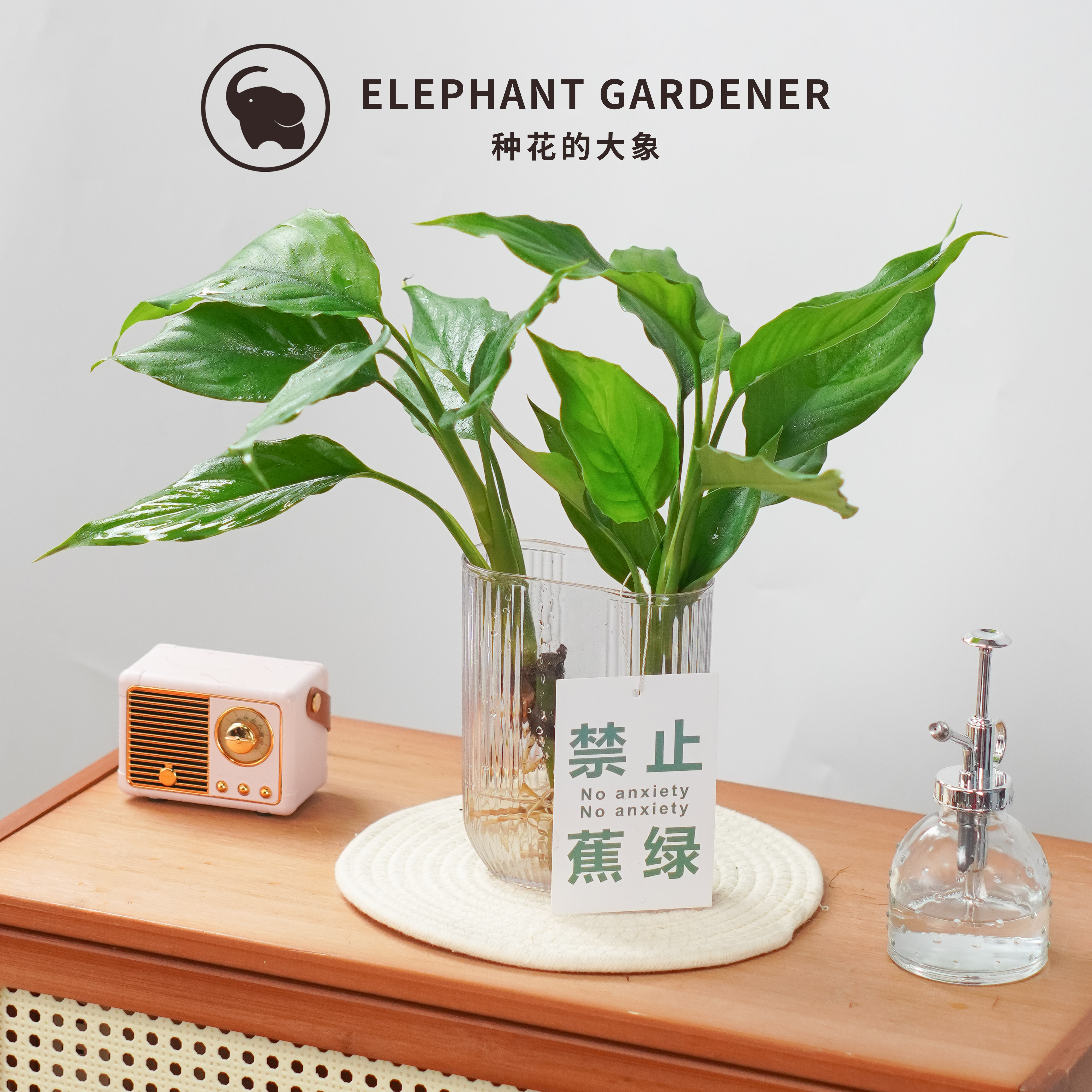 室内桌面绿植金钱树四季常绿