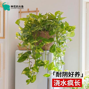 花叶绿萝盆栽绿植室内净化空气办公室懒人好养垂藤观叶花卉植物