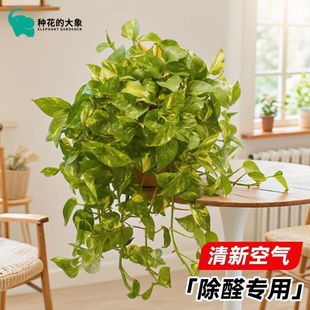 花叶绿萝盆栽绿植室内净化空气办公室客厅懒人好养垂藤花卉植物