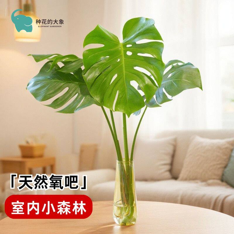 水培龟背竹好养四季常青健康必备观叶植物室内小森林自然氧吧绿植