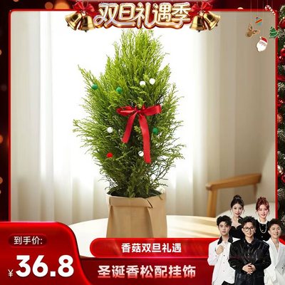 香松龙柏松室内大型北欧风客厅阳台真树圣诞氛围植物