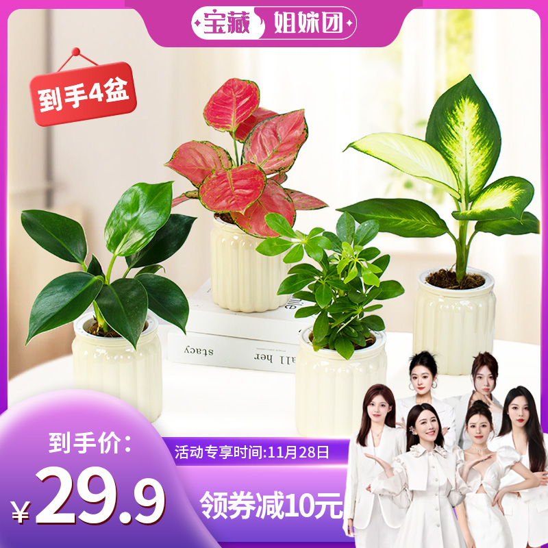 【宝藏姐妹团】奶油风小绿植自吸水盆栽植物办公室内净化空气绿植