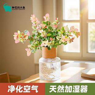 花叶络石水培长藤四季五彩花叶观叶懒人好养垂吊藤苗绿植盆栽室内