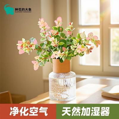 花叶络石水培长藤四季五彩花叶观叶懒人好养垂吊藤苗绿植盆栽室内