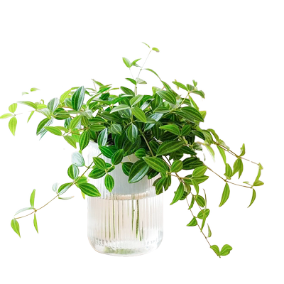 钻石翡翠室内垂吊植物四季常绿