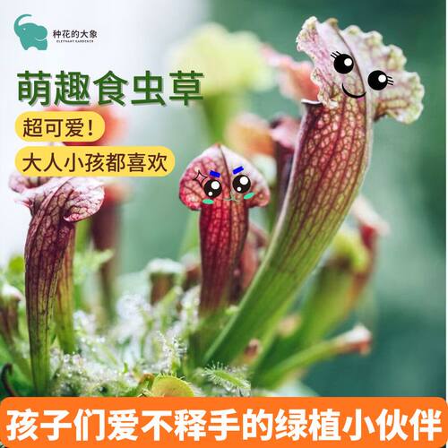 食虫植物捕蝇草猪笼草瓶子草驱蚊草系列桌面小盆栽精灵趣味植物
