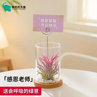 空气凤梨无土花草精灵懒人好养植物净化花卉绿植盆栽室内桌面摆件