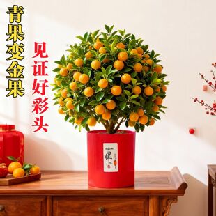 金豆金钱桔盆栽小金桔树带果年桔办公室客厅桌面盆景乔迁之喜盆栽