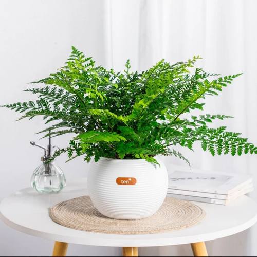 吉姆蕨网红植物盆栽绿植室内净化空气花卉水培蕨类观叶好养盆栽花