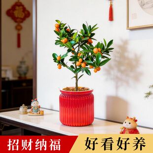 金豆招财盆景带果观赏小金桔年桔办公室客厅桌面盆景新年盆栽