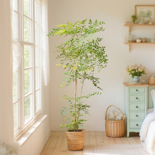 南天竹盆栽绿植室内小森林优雅耐寒客厅落地盆景净化空气观叶植物