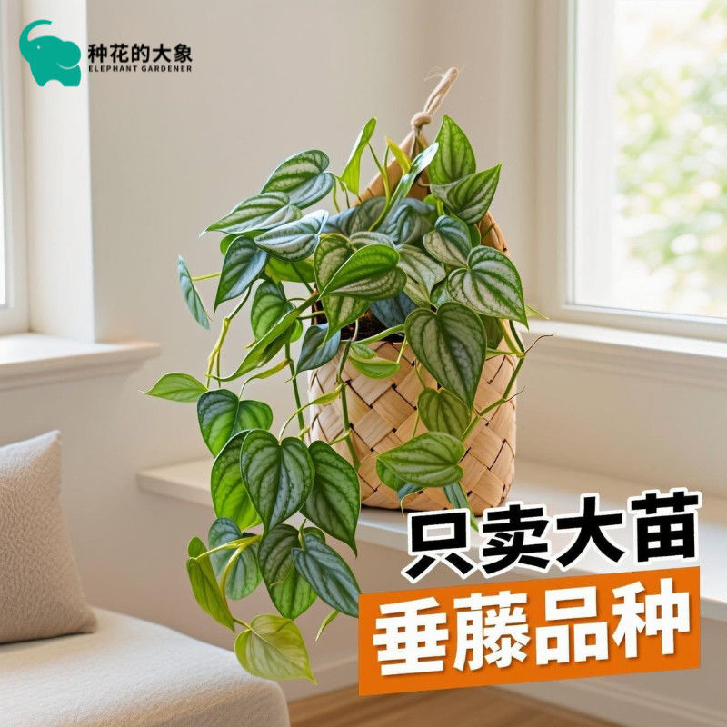 白兰地蔓绿绒吊兰盆栽垂藤绿植室内耐阴好养网红桌面净化空气植物