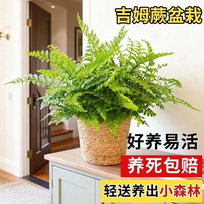 特大号吉姆蕨层次分明点缀家居环境蕨类改善室内空气质量