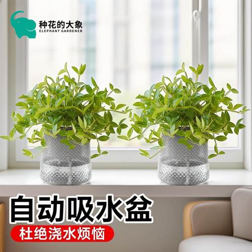 水培钻石翡翠水培吊兰吸水盆栽绿植室内吸甲醛净化空气好养懒人