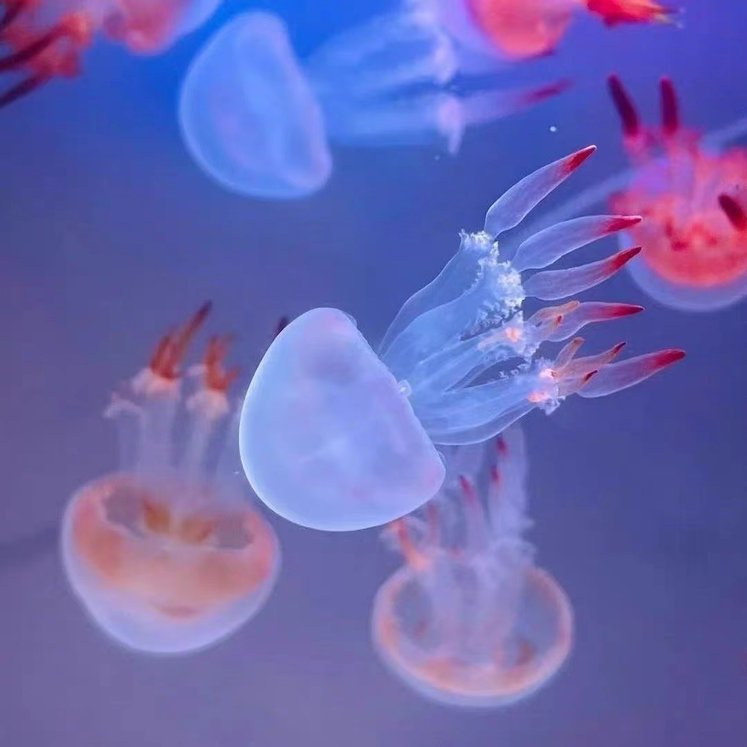 赤月水母活体宠物火箭小