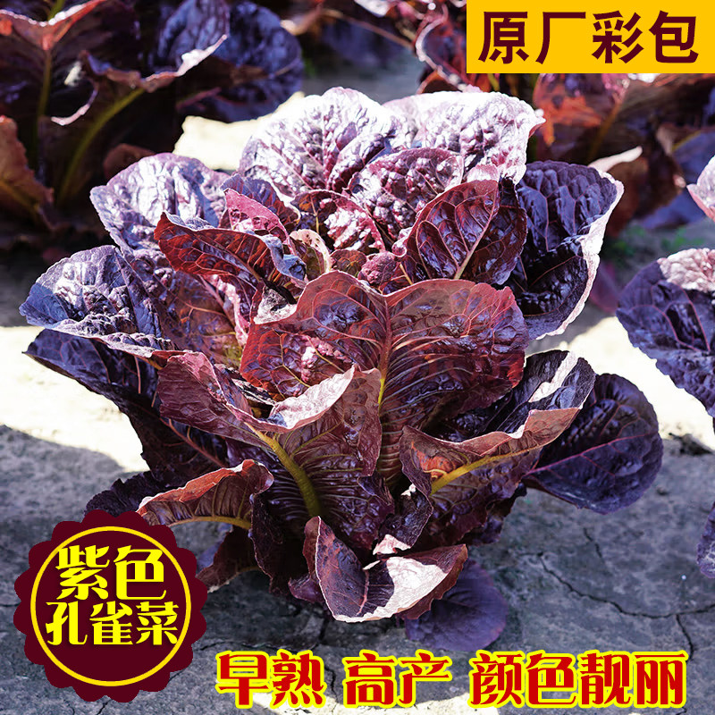 紫色罗马生菜种籽紫红色孔雀菜种子阳台庭院农家盆栽蔬菜种孑高产