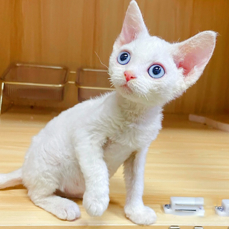 德文卷毛猫幼猫德文猫纯种鸳鸯蓝眼红棕虎斑猫小猫咪活物宠物猫
