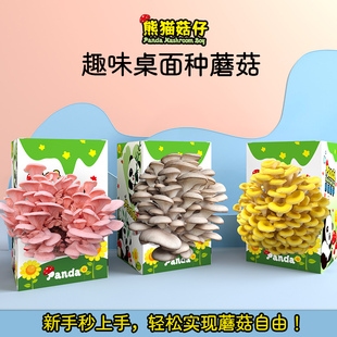 蘑菇种植盒装菌包礼盒袋装盒子平菇菌棒桃红黄金儿童可食用熊猫仔