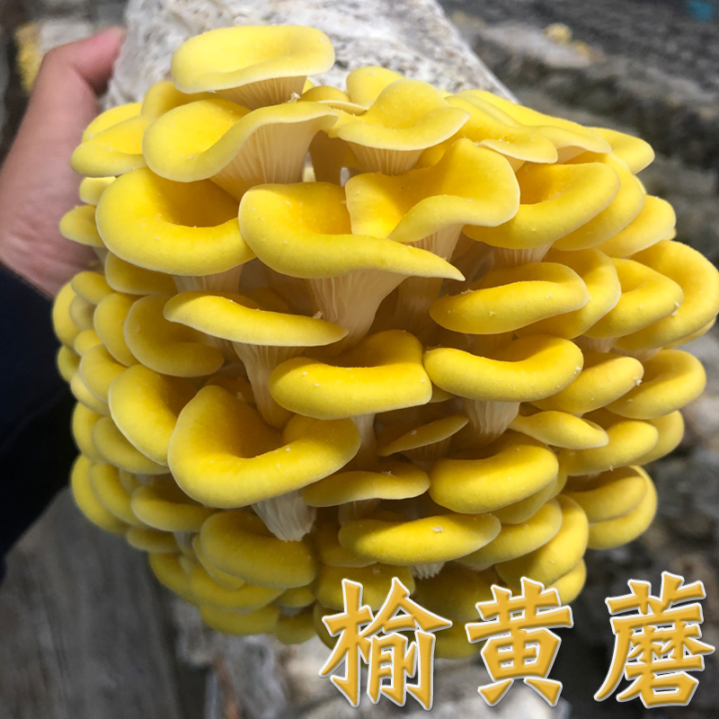 榆黄蘑种植包菌菇食用