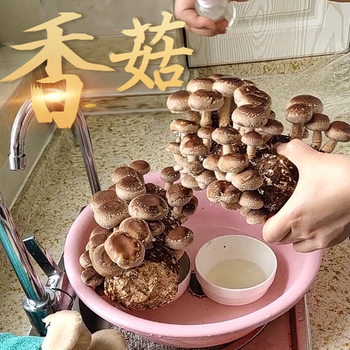 袋装蘑菇菌包好吃好养