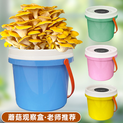 阳台种蘑菇喷水就长可食用礼物